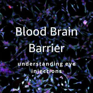 Featured Image Text Article | Blood Brain Barrier