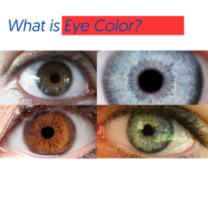 What is Eye Color? - Board Certified Eye Doctors | Burlington Bucks ...