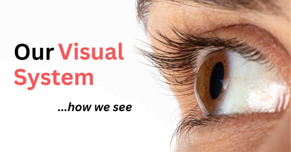 Featured Image for Visual System
