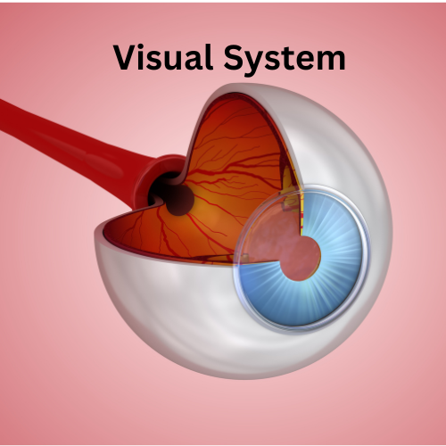 Featured image of visual system