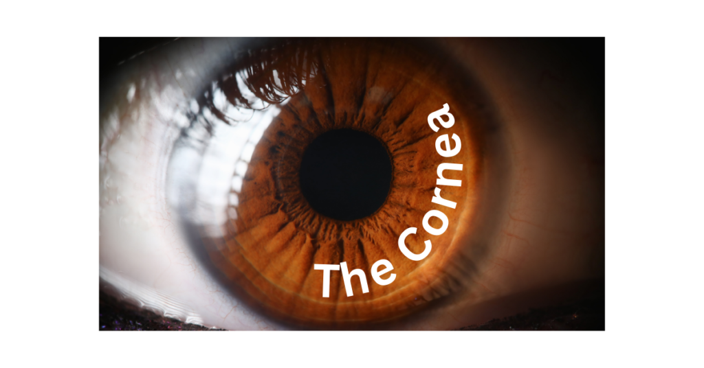 Featured image of "The Cornea"