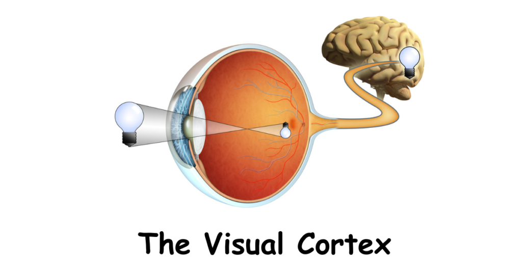 Featured article image Visual Cortex