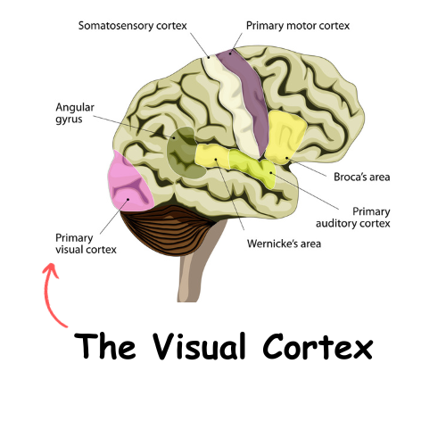 Image for featured article "What is the Visual Cortex"?